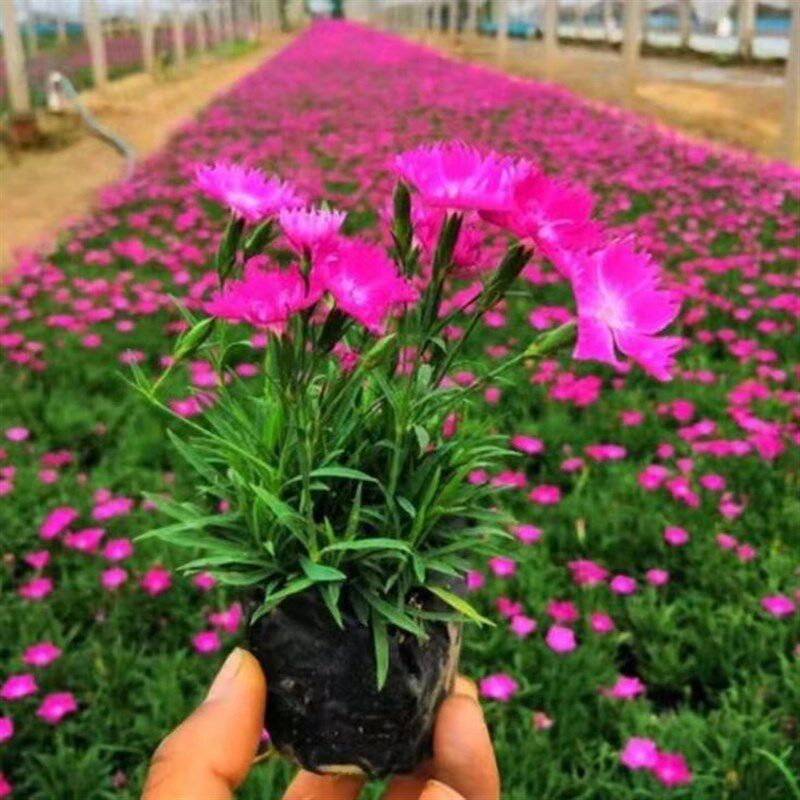 热销欧石竹花苗开花草坪耐寒耐旱庭院工程绿化四季常绿多年生宿根