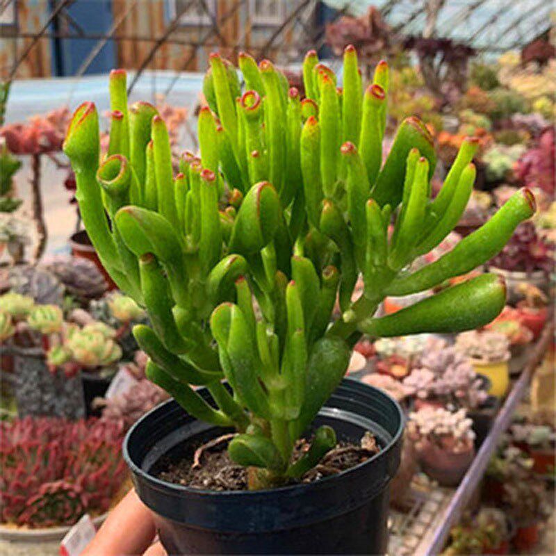 吸财树多肉老桩 寓意招财进宝 客厅阳台好养活别名筒叶花月马蹄角