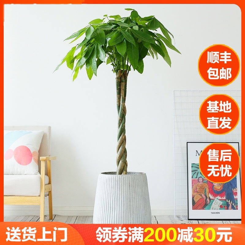 室内办公室绿植大型植物辫子发财树盆栽客厅开业送礼招财净化空气
