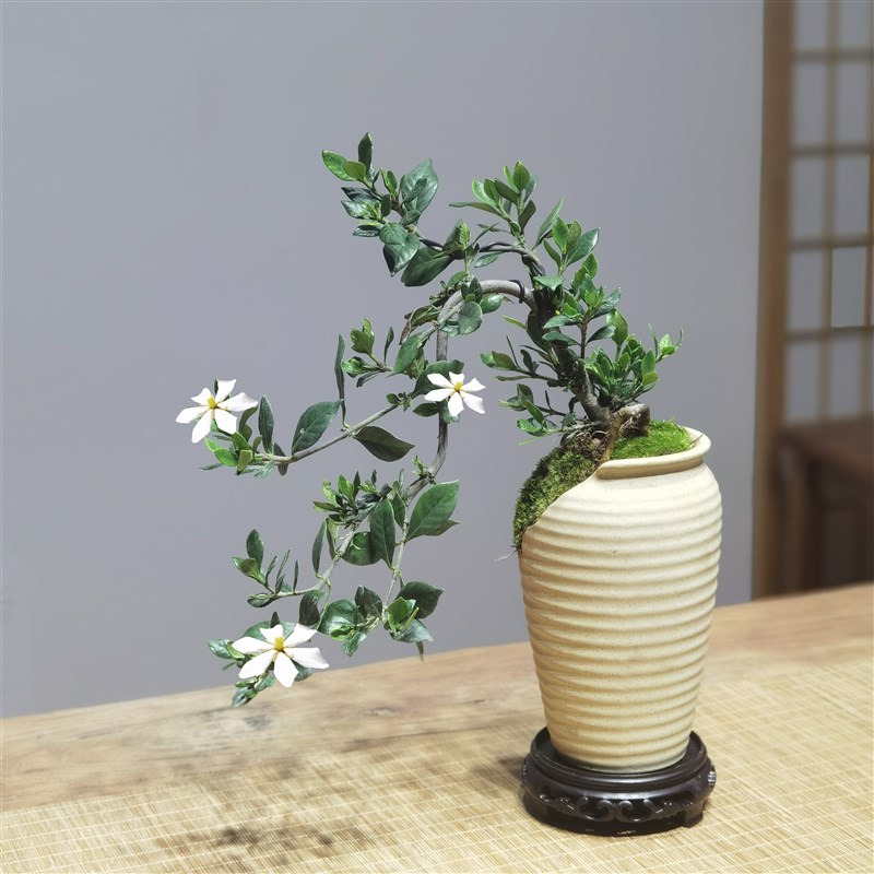 艺术盆栽六月雪真盆景 室内悬崖式绿植摆件 适合新手的中式茶室植