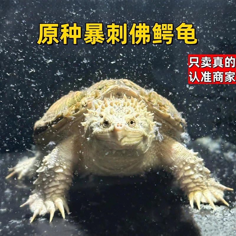 正宗原种纯佛鳄龟野后后代观赏龟爆刺鳄鱼龟幼苗纯佛鳄龟活物活体
