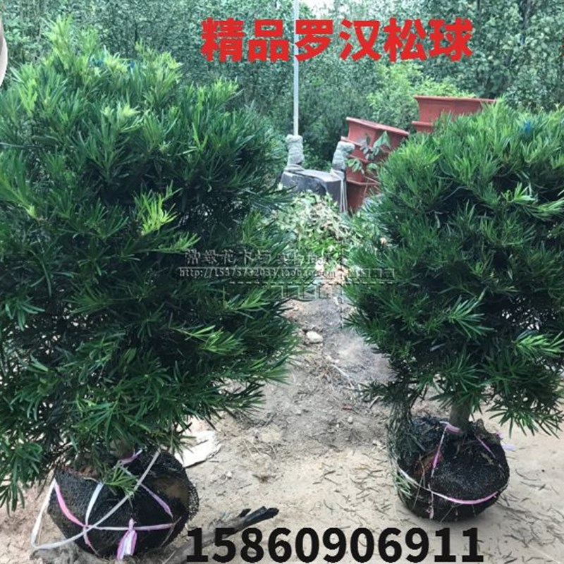 罗汉松球 精品罗汉松球 盆栽庭院常绿植物 树冠60-1.7米 包邮