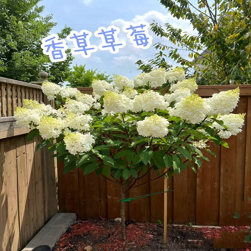 庭院别墅独杆圆锥绣球石灰灯木绣球香香草莓花园活力青柠盆栽植物