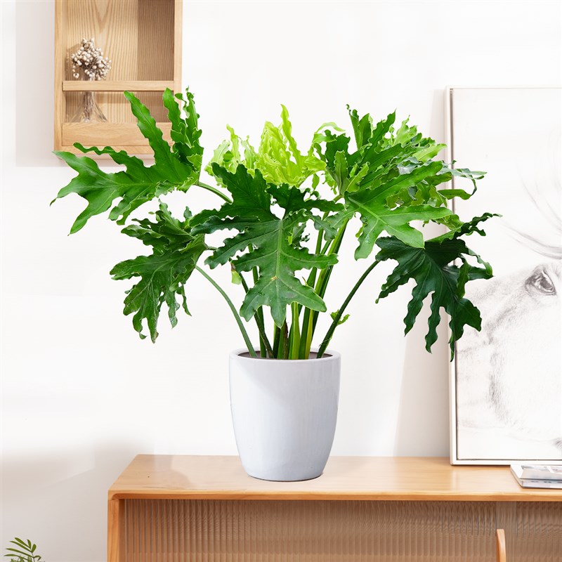 春羽竹芋盆栽龙鳞竹芋多年生室内客厅蔓绿绒北欧风耐荫好养活绿植
