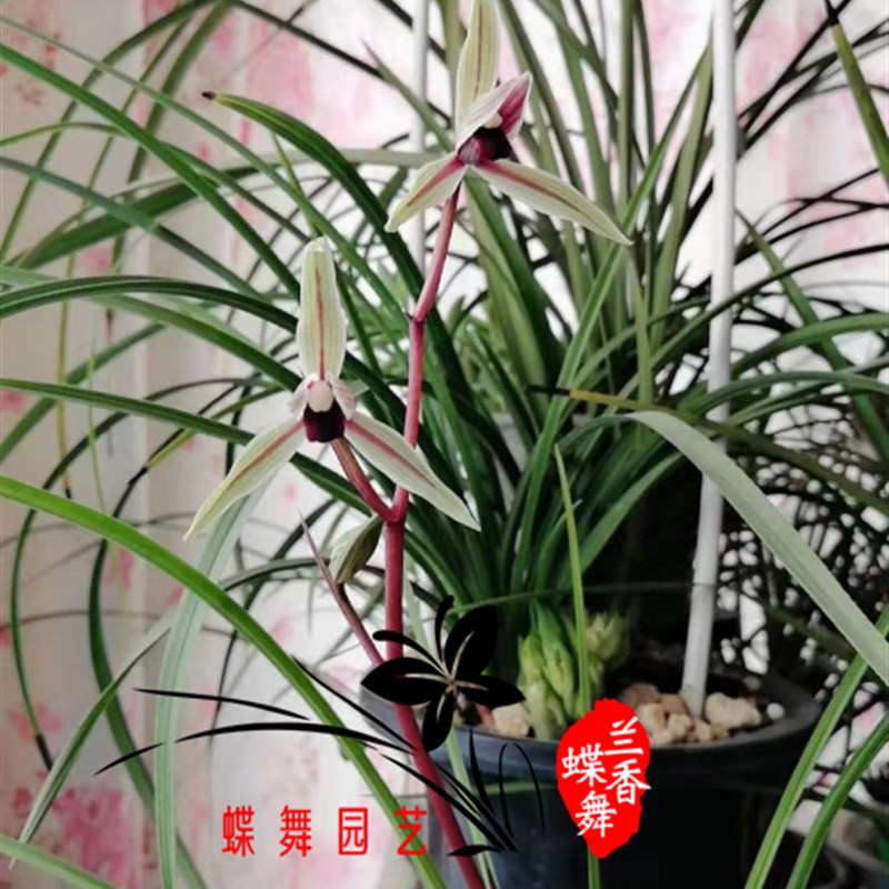 进口优质蛇木屑 高级桫椤透气兰花植料 国兰洋兰基质营养土