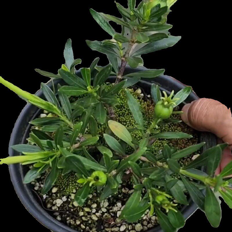造型米叶雀舌栀子花多季小叶丰花圆果盆栽盆景品种