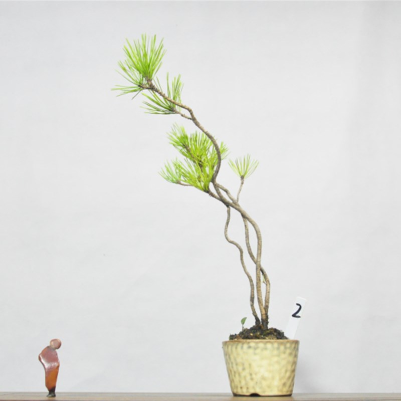 黄山松小品观赏盆景造型室内阳台好养盆栽微型绿植物老桩一物一拍