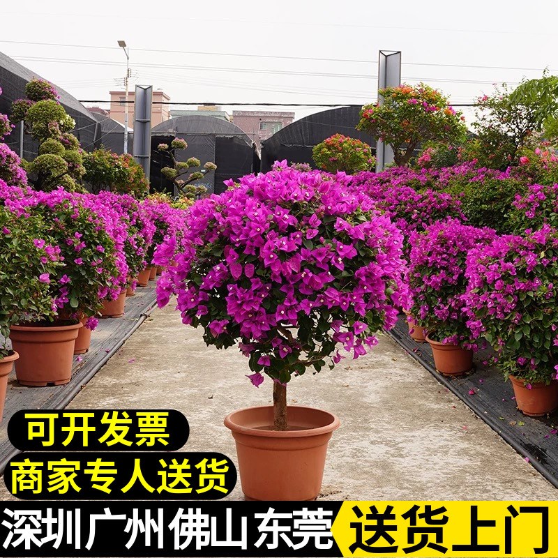 深圳勒杜鹃重瓣三角梅盆栽带花爬藤老桩四季开花阳台庭院花卉植物