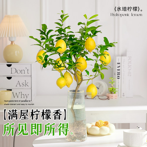 水培植物室内好养水培柠檬玻璃瓶无土纯水培绿植水养水果四季开花