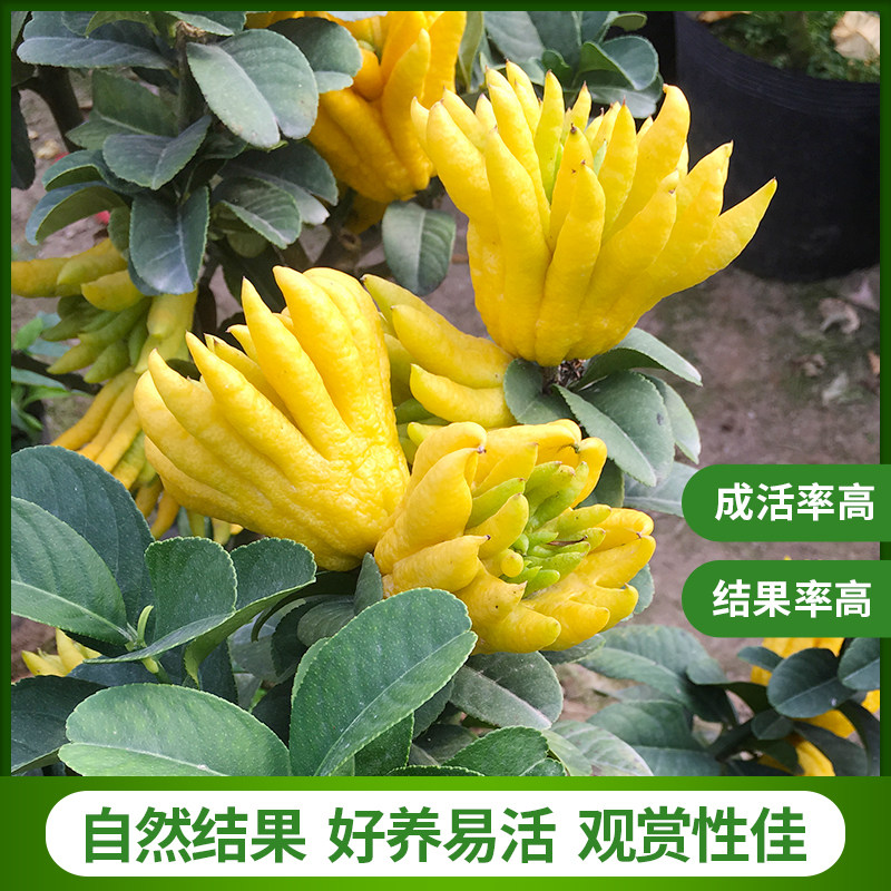 金华佛手小果盆栽树苗带果千指佛手小果品种/花叶/红花佛手钳盆栽