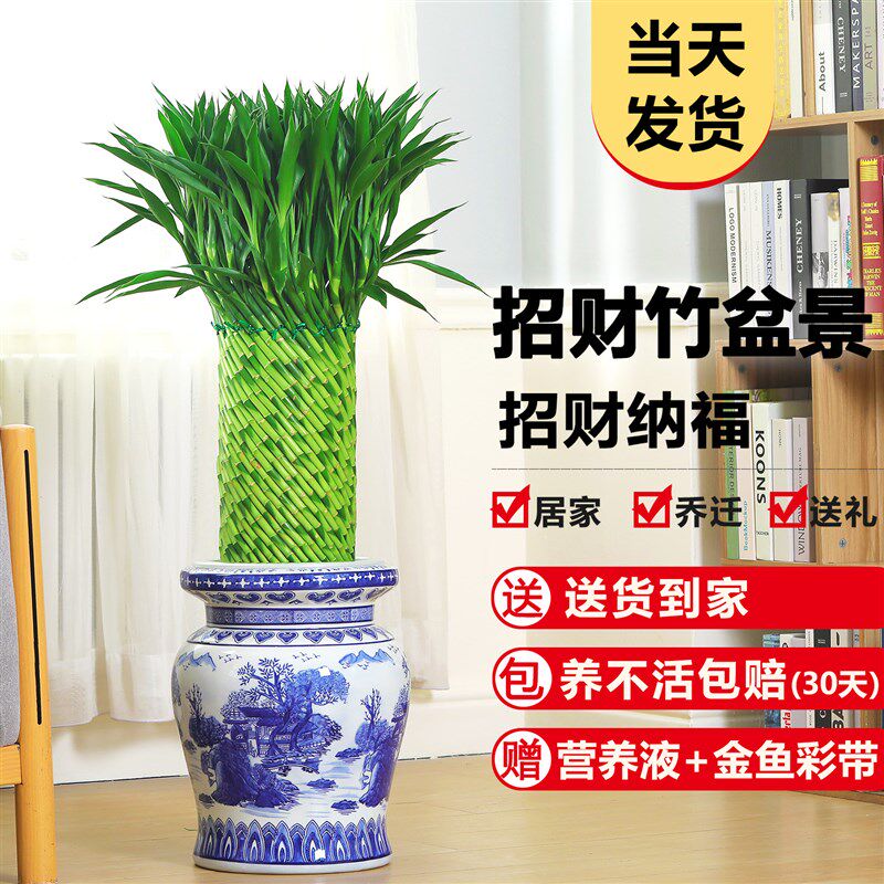 编织招财竹富贵竹大型绿植室内盆栽水培植物花卉客厅绿植好养易活