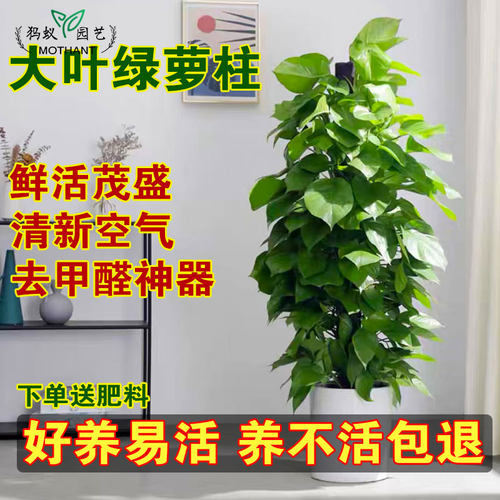 大叶绿萝柱盆栽客厅大绿植办公室前台可租赁净化空气植物观叶好养
