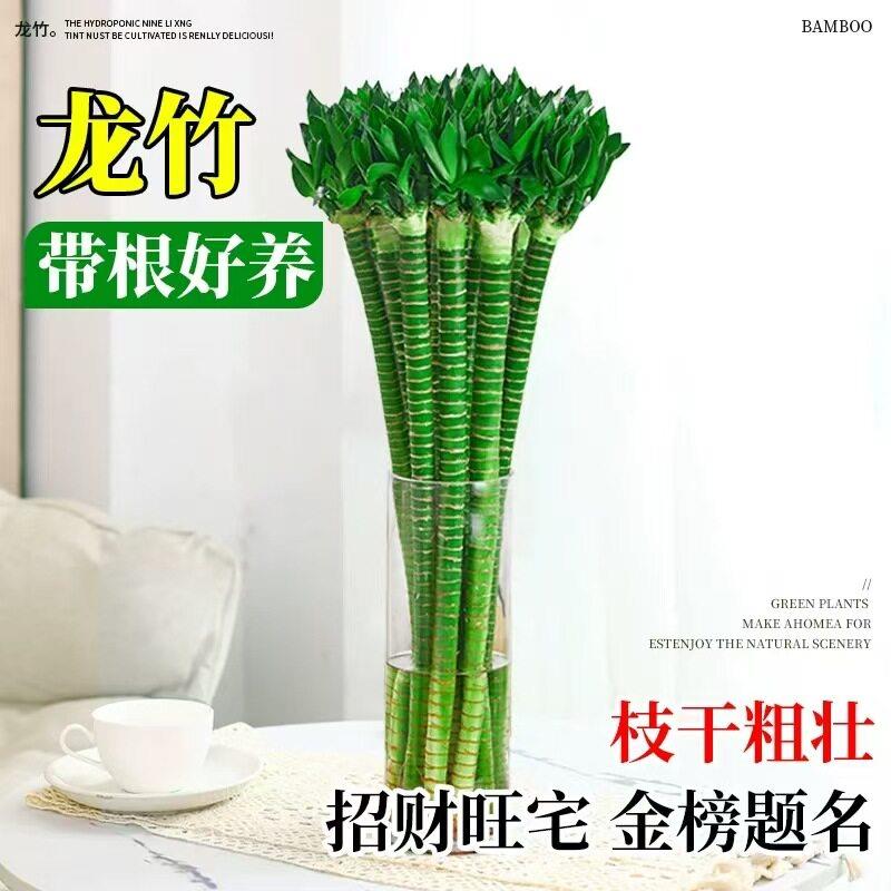 文昌竹龙竹富贵竹客厅水培植物室内好养带根转运竹办公室桌面绿植