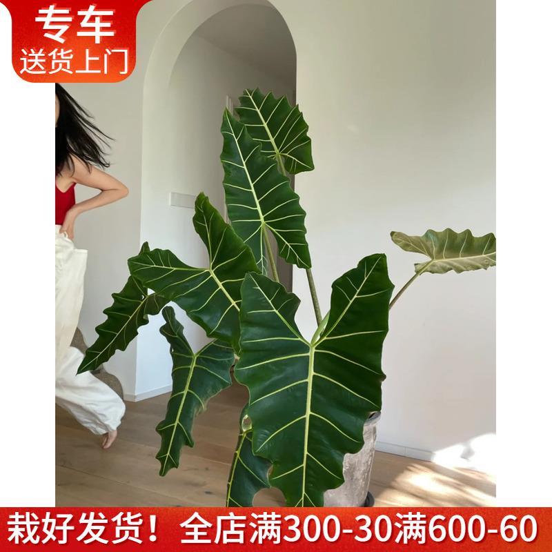 .萨利安海芋 大型ins北欧风植物 室内客厅阳台绿植巨型网红花卉