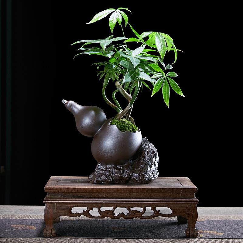 五福发财树盆栽绿植物办公桌书房茶几好养招财树中式禅意盆景摆件