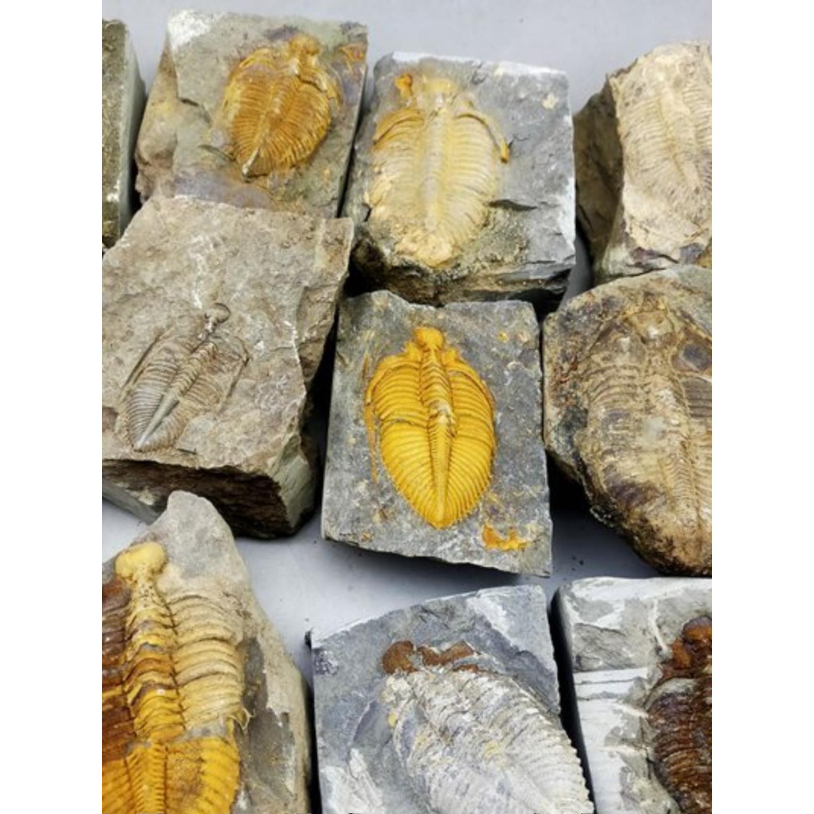 天然三叶虫化石精品古生物王冠虫真化石研学科普教具展品标本礼品