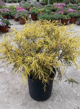 花镜植物金线柏盆栽四季常绿阳台花园绿植耐热耐寒地被观叶植物