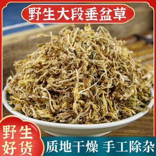 野生垂盆草中药材正品500g新货无硫垂盆草的功效与作用锤盆草泡茶