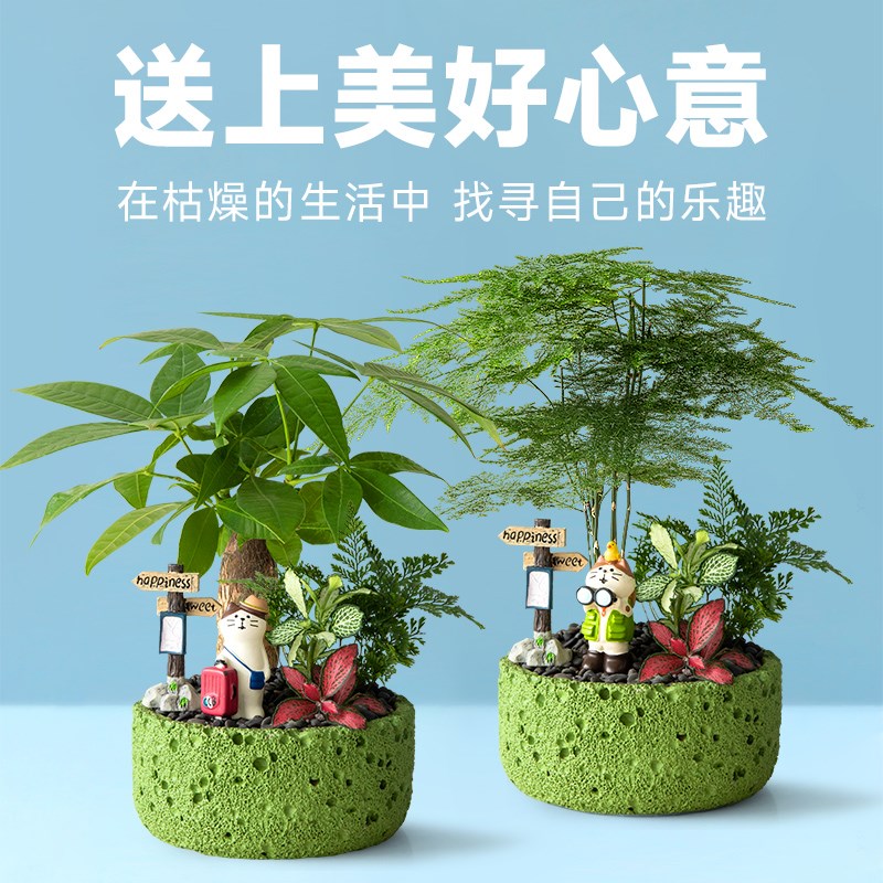 发财树小盆栽文竹室内桌面招财花卉办公绿植云竹盆景植物生日礼物