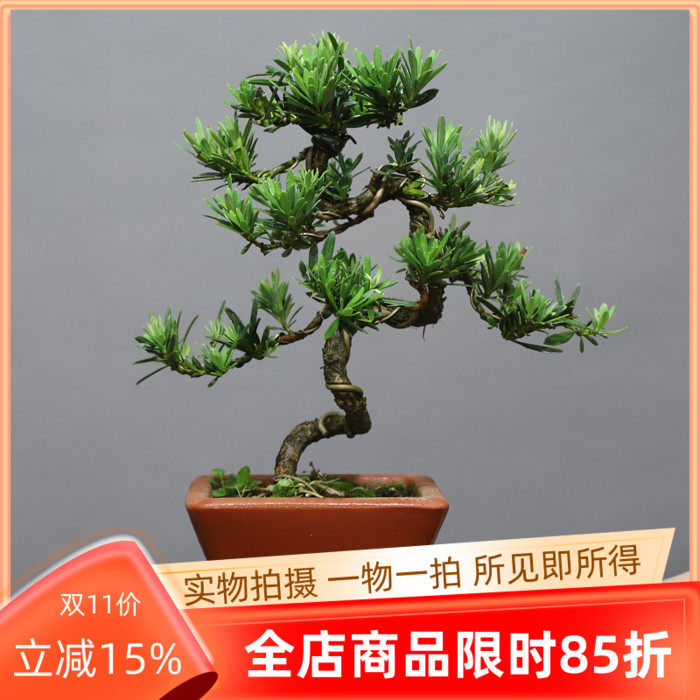 小叶罗汉松盆栽 四季常青菊花芯小老桩 南通原生雀舌中小型绿植书
