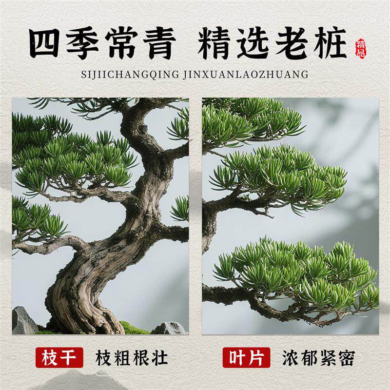 罗汉松飘枝造型盆景招财老桩室内客厅绿植盆栽四季好养大型迎客松