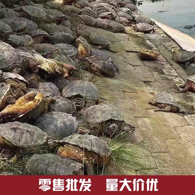 鳄龟食用鳄鱼龟活物可食用养殖杂佛北美小鳄龟大乌龟幼苗宠物包活