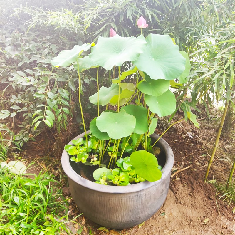 老北京金鱼瓦盆 加厚独立式陶瓷鱼缸 无釉土陶养荷睡莲缸