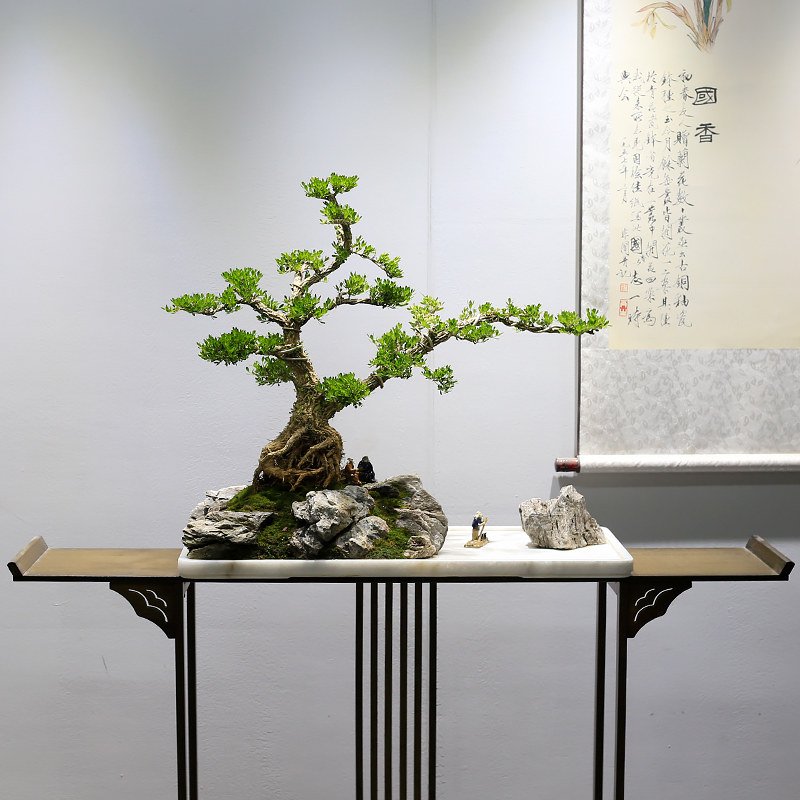 名贵皱皮黄杨大型老桩造型假山盆景植物室内客厅玄关办公室绿植