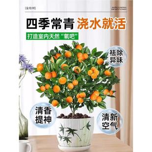 金桔树苗盆栽带果客厅植物室内花卉绿植小橘子盆景年宵花 四季