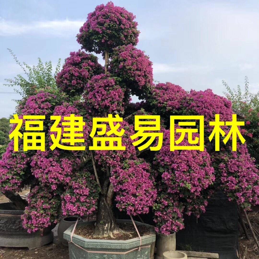 三角梅桩景价格福建造型紫色三角梅桩头红色三角梅树桩基地