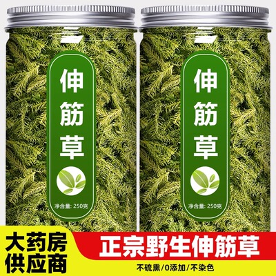 正品伸筋草中药材泡脚马尾生筋草筋骨草非野生石松狮子草小舒筋草