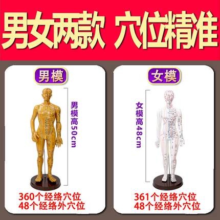 高清刻字人体经络穴位模型全身男女中医针灸铜人小皮人扎针穴位图