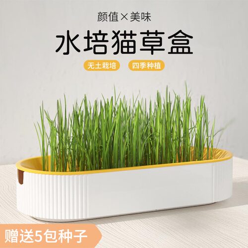 小麦种子水培猫草罐头育苗盘懒人猫草盆栽送5包种子