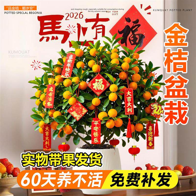 金桔树苗盆栽带果客厅年桔可食用脆皮桔I四季室内旺宅新年绿植好
