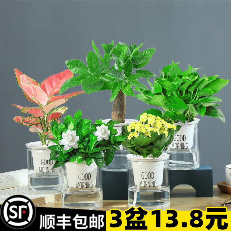 发财树绿植栀子花卉桌面s小盆栽芦荟多肉植物水培绿萝办公室内好