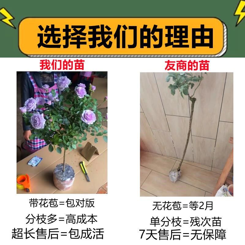 棒棒糖树桩月季花苗特大s花玫瑰花树苗四季开花卉植物室内外带花