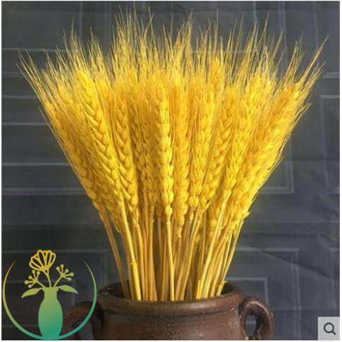 稻穗装饰 纯天然真稻子稻谷干花 桌摆造景O布景 丰收拍摄影道具