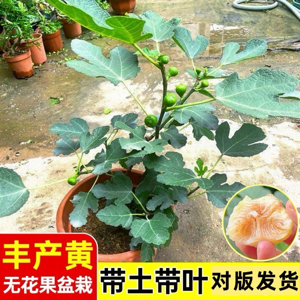 耐活无花果树果苗特大矮化盆栽波姬红南方北阳台种植当年结果盆栽