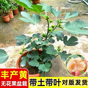 耐活无花果树果苗特大矮化盆栽波姬红南方北阳台种植当年结果盆栽