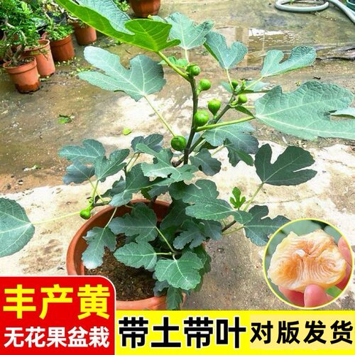 耐活无花果树果苗特大矮化盆栽波姬红南方北阳台种植当年结果盆栽