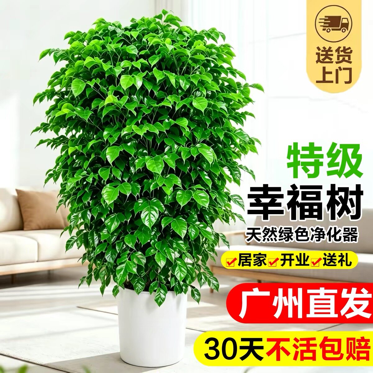 幸福树盆栽客厅四季常青大型植物办公室好养盆景净化空气网红绿植