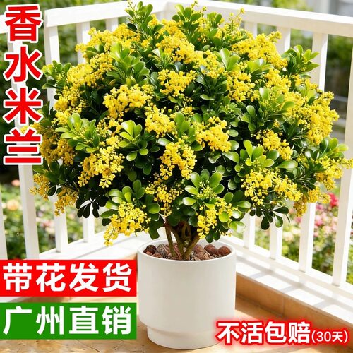香水米兰花盆栽带花苞四季好养绿植花卉阳台庭院盆景清香植物花卉