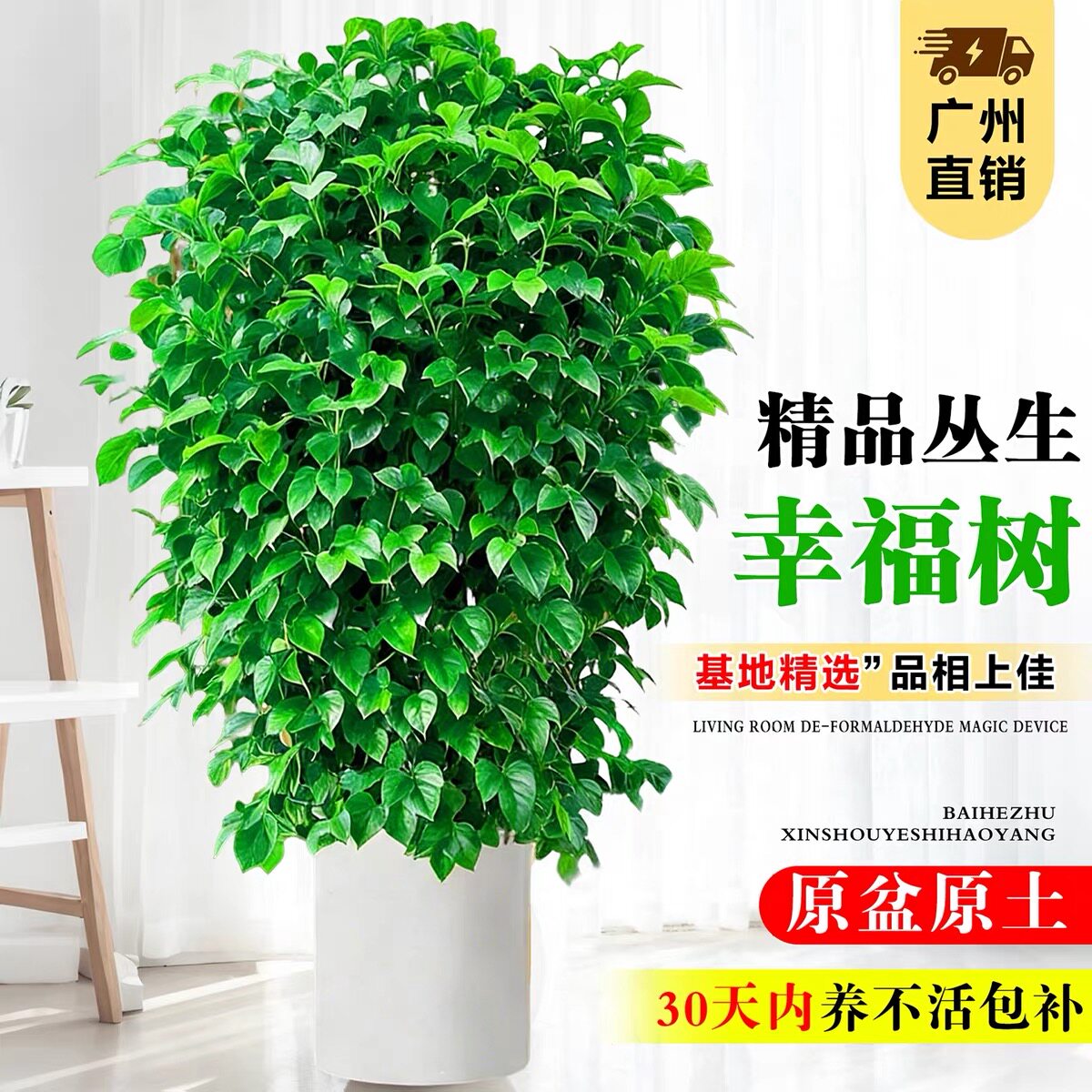 幸福树盆栽客厅四季常青大型植物办公室好养盆景净化空气网红绿植