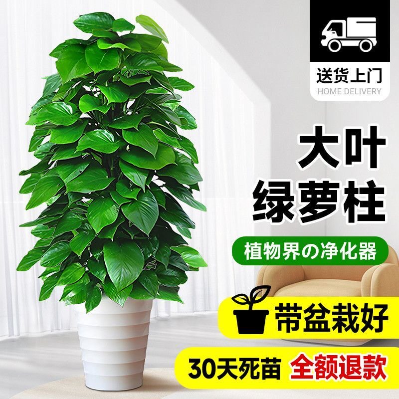 大叶绿萝柱室内办公客厅开业乔迁新居盆栽大型植物除甲醛四季好养