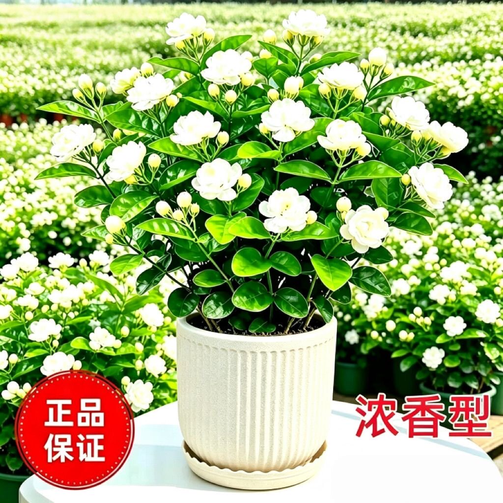香水茉莉花盆栽室内浓香大型绿植物净化空气四季开花客厅阳台花卉
