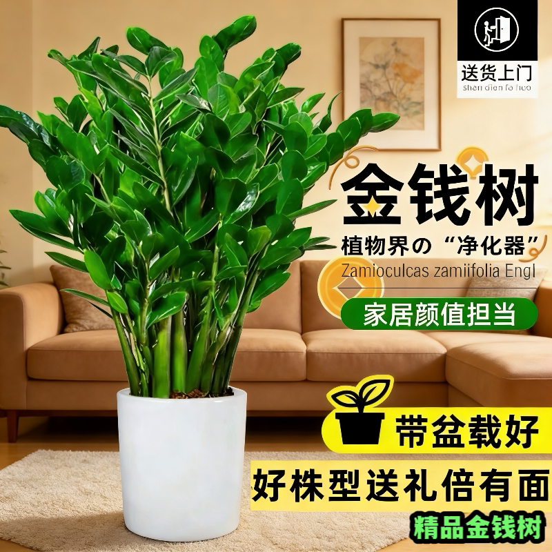 大棵金钱树盆栽发财树绿植净化空气花卉室内绿植物客厅办公室桌面