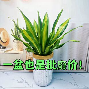 金心也门铁巴西铁盆栽办公净化空气香龙血树水培懒人客厅绿植室内