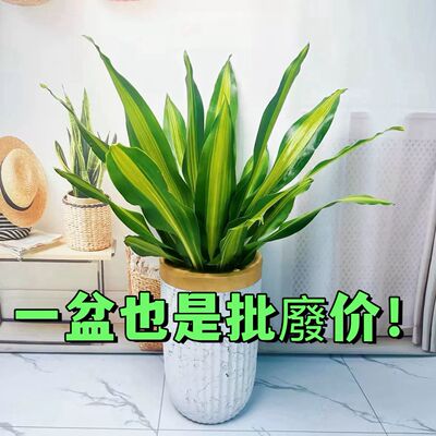 金心也门铁巴西铁盆栽办公净化空气香龙血树水培懒人客厅绿植室内