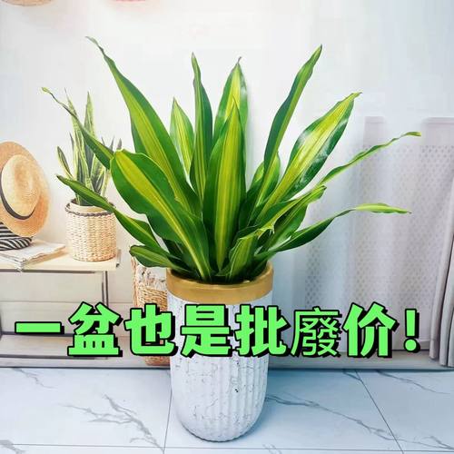 金心也门铁巴西铁盆栽办公净化空气香龙血树水培懒人客厅绿植室内