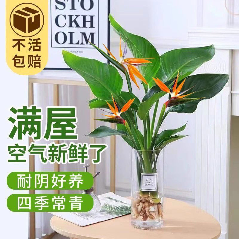 好养水培天堂鸟植物大型室内盆栽鹤望兰客厅办公室大厅绿植盆栽新